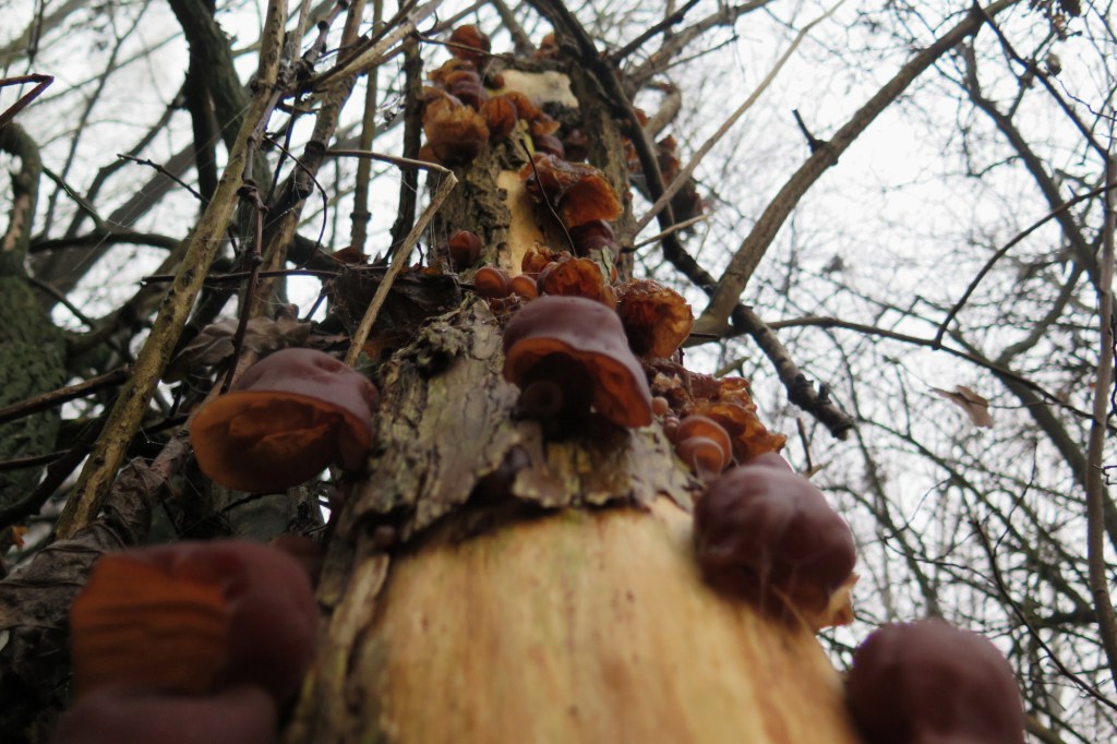paddenstoelen op wilg